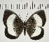  ( - CFC05407)  @11 [ ] Copyright (2018) Christer Fahraeus Center For Collection-Based Research