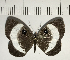  ( - CFC05586)  @11 [ ] Copyright (2018) Christer Fahraeus Center For Collection-Based Research