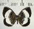  ( - CFC05593)  @11 [ ] Copyright (2018) Christer Fahraeus Center For Collection-Based Research