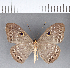  ( - CFC05625)  @11 [ ] Copyright (2018) Christer Fahraeus Center For Collection-Based Research