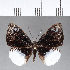  ( - CFC05766)  @11 [ ] Copyright (2018) Christer Fahraeus Center For Collection-Based Research