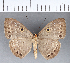  ( - CFC05809)  @11 [ ] Copyright (2018) Christer Fahraeus Center For Collection-Based Research