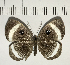  ( - CFC05857)  @11 [ ] Copyright (2018) Christer Fahraeus Center For Collection-Based Research