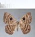  ( - CFC05937)  @11 [ ] Copyright (2018) Christer Fahraeus Center For Collection-Based Research