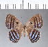 ( - CFC05949)  @11 [ ] Copyright (2018) Christer Fahraeus Center For Collection-Based Research