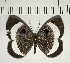  ( - CFC06016)  @11 [ ] Copyright (2018) Christer Fahraeus Center For Collection-Based Research