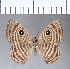 ( - CFC06041)  @11 [ ] Copyright (2018) Christer Fahraeus Center For Collection-Based Research