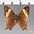  (Marpesia sp. CF01 - CFC06107)  @11 [ ] copyright (2023) Center For Collection-Based Research Center For Collection-Based Research