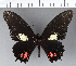  ( - CFC06468)  @11 [ ] Copyright (2018) Christer Fahraeus Center For Collection-Based Research