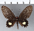  ( - CFC06546)  @11 [ ] Copyright (2018) Christer Fahraeus Center For Collection-Based Research