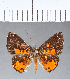  ( - CFC06757)  @11 [ ] Copyright (2018) Christer Fahraeus Center For Collection-Based Research