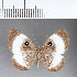  ( - CFC06773)  @11 [ ] Copyright (2018) Christer Fahraeus Center For Collection-Based Research