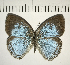  (Caeruleuptychia coelestis - CFC06820)  @14 [ ] Copyright (2018) Christer Fahraeus Center For Collection-Based Research