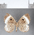  ( - CFC06848)  @11 [ ] Copyright (2018) Christer Fahraeus Center For Collection-Based Research