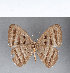  ( - CFC06852)  @11 [ ] Copyright (2018) Christer Fahraeus Center For Collection-Based Research