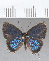  ( - CFC06949)  @11 [ ] Copyright (2019) Christer Fahraeus Center For Collection-Based Research