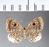  ( - CFC07066)  @11 [ ] Copyright (2018) Christer Fahraeus Center For Collection-Based Research