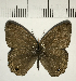  ( - CFC07086)  @11 [ ] Copyright (2018) Christer Fahraeus Center For Collection-Based Research