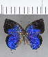  ( - CFC07165_2)  @11 [ ] Copyright (2019) Christer Fahraeus Center For Collection-Based Research