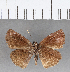  ( - CFC07241)  @11 [ ] Copyright (2018) Christer Fahraeus Center For Collection-Based Research