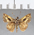  (Hedone vibex catilina - CFC07251)  @11 [ ] Copyright (2018) Christer Fahraeus Center For Collection-Based Research