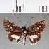  (Troyus marcus - CFC07266)  @11 [ ] Copyright (2018) Christer Fahraeus Center For Collection-Based Research