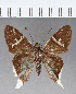  (Cecropterus virescens - CFC07295)  @11 [ ] Copyright (2018) Christer Fahraeus Center For Collection-Based Research