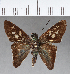  (Niconiades yoka - CFC07305)  @13 [ ] Copyright (2018) Christer Fahraeus Center For Collection-Based Research