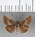  (Callimormus corades - CFC07308)  @11 [ ] Copyright (2018) Christer Fahraeus Center For Collection-Based Research