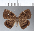  (Napaea cf. mellosa - CFC07411)  @11 [ ] Copyright (2018) Christer Fahraeus Center For Collection-Based Research