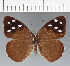  (Eunica sp. CF03 - CFC07418)  @11 [ ] copyright (2023) Center For Collection-Based Research Center For Collection-Based Research