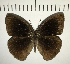  (Zischkaia - CFC07429)  @11 [ ] Copyright (2018) Christer Fahraeus Center For Collection-Based Research
