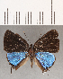  ( - CFC07431)  @11 [ ] Copyright (2019) Christer Fahraeus Center For Collection-Based Research