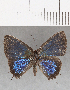  ( - CFC07438)  @11 [ ] Copyright (2019) Christer Fahraeus Center For Collection-Based Research