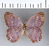  (Macrocissia - CFC07494)  @11 [ ] Copyright (2018) Christer Fahraeus Center For Collection-Based Research