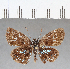  (Festivia festiva - CFC07569)  @11 [ ] Copyright (2018) Christer Fahraeus Center For Collection-Based Research