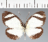  (Pieridae_gen sp. CF48 - CFC07613)  @11 [ ] copyright (2023) Center For Collection-Based Research Center For Collection-Based Research