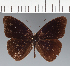  (Eunica sp. CF09 - CFC07616)  @11 [ ] copyright (2023) Center For Collection-Based Research Center For Collection-Based Research