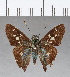 (Niconiades xanthaphes - CFC07637)  @13 [ ] Copyright (2018) Christer Fahraeus Center For Collection-Based Research