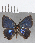  ( - CFC07772)  @11 [ ] Copyright (2019) Christer Fahraeus Center For Collection-Based Research
