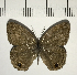  ( - CFC07800)  @11 [ ] Copyright (2018) Christer Fahraeus Center For Collection-Based Research