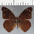  (Eunica sp. CF10 - CFC07833)  @11 [ ] copyright (2023) Center For Collection-Based Research Center For Collection-Based Research