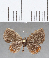  ( - CFC07852)  @11 [ ] Copyright (2019) Christer Fahraeus Center For Collection-Based Research