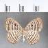  ( - CFC07871)  @11 [ ] Copyright (2018) Christer Fahraeus Center For Collection-Based Research