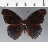  (Eunica sp. CF11 - CFC07921)  @11 [ ] copyright (2023) Center For Collection-Based Research Center For Collection-Based Research