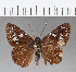  (Celaenorrhinus shema - CFC07985)  @11 [ ] Copyright (2018) Christer Fahraeus Center For Collection-Based Research