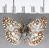  ( - CFC08067)  @11 [ ] Copyright (2018) Christer Fahraeus Center For Collection-Based Research