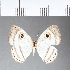  (Leucochimona hyphea - CFC08473)  @11 [ ] Copyright (2018) Christer Fahraeus Center For Collection-Based Research