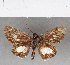  ( - CFC08774)  @11 [ ] Copyright (2018) Christer Fahraeus Center For Collection-Based Research