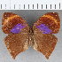  ( - CFC08788)  @13 [ ] Copyright (2019) Christer Fahraeus Center For Collection-Based Research